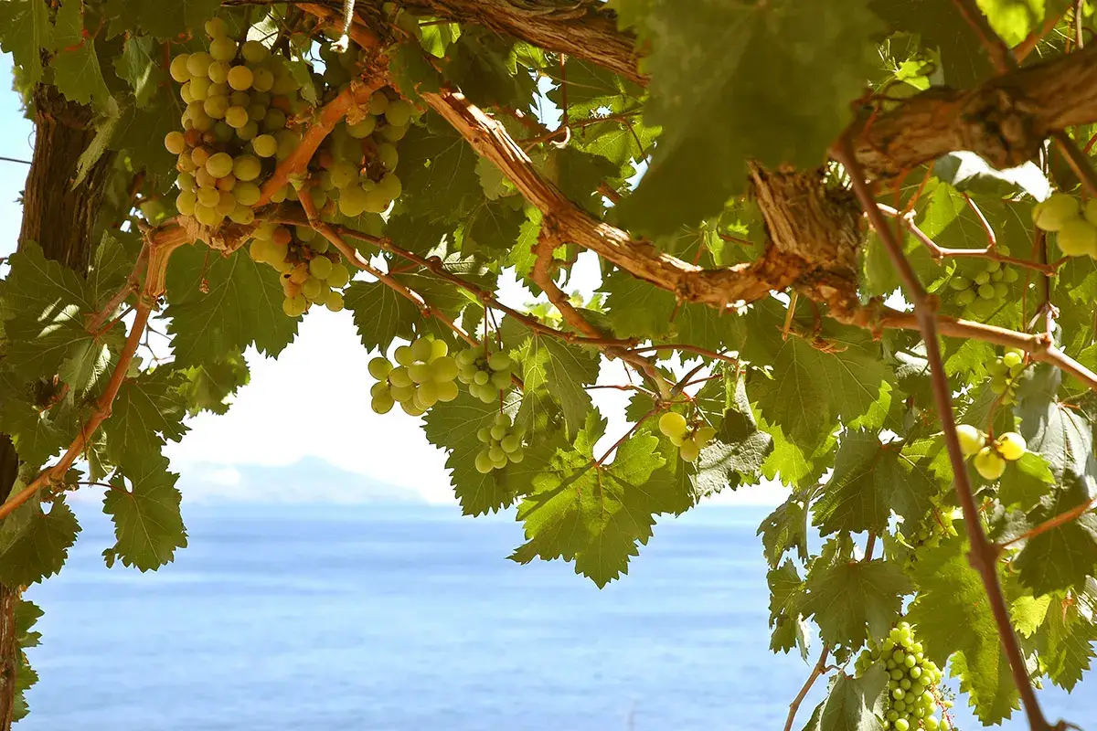 Vigneti di Malvasia a Salina (Isole Eolie) Vino di Sicilia, il 2022 sar&agrave; l&rsquo;anno del rilancio