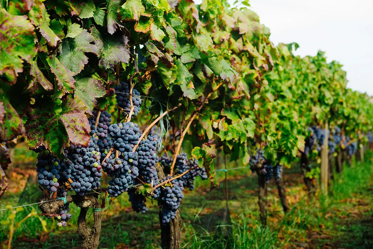 Vigneti di Nerello Mascalese sull'Etna Vino di Sicilia, il 2022 sar&agrave; l&rsquo;anno del rilancio