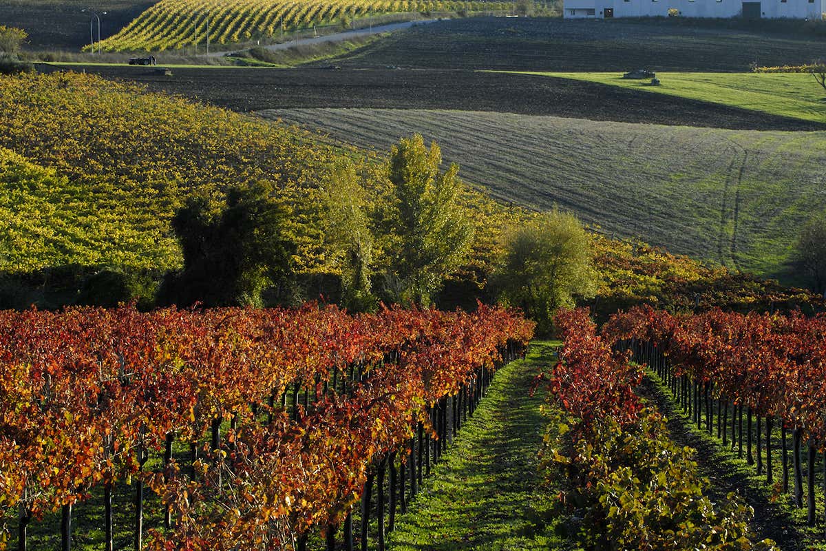 Quattro consorzi, una sola voce: la Campania del vino al Merano WineFestival 2025 Quattro consorzi, una sola voce: la Campania del vino al Merano WineFestival 2025