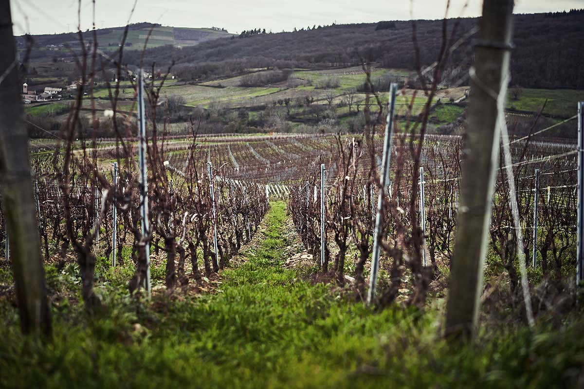 [[Tour de la gastronomie]] Vino, mostarda, ribes e non solo: Borgogna terra di eccellenze