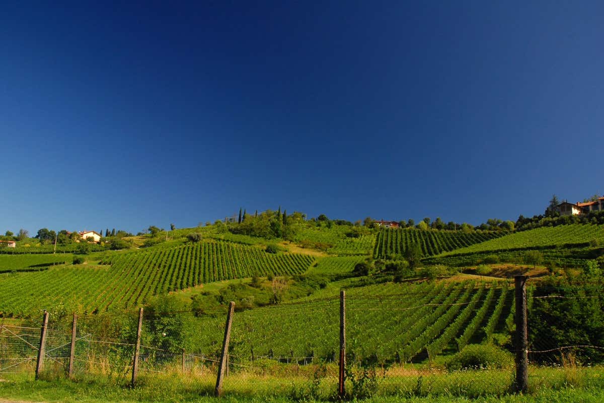 Moscato di Scanzo, una serie di eventi per celebrare i 30 anni del consorzio