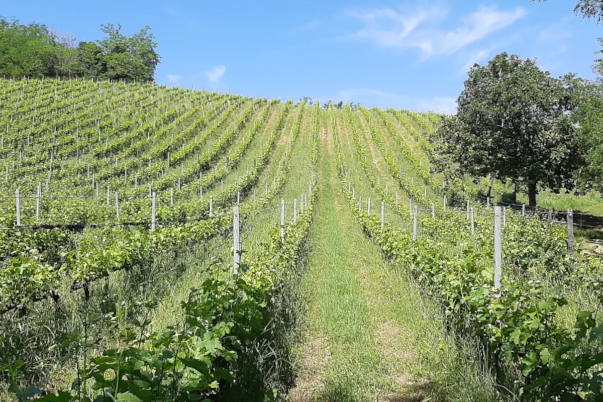 Uno dei vigneti della Cantina Palazzona di Maggio DA FINIRE - Ozzano dell&rsquo;Emilia: una citt&agrave; dove il passato si fonde col presente