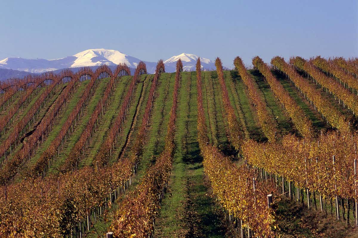 Il vigneto Tenute Contrada Fondiglie Moncaro: Il vigneto Tenute Contrada Fondiglie Moncaro: