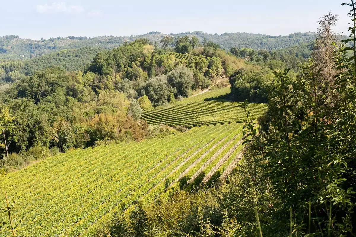 Usiglian del Vescovo, 23 ettari di superficie vitata Usiglian del Vescovo: vigneti su fondo marino