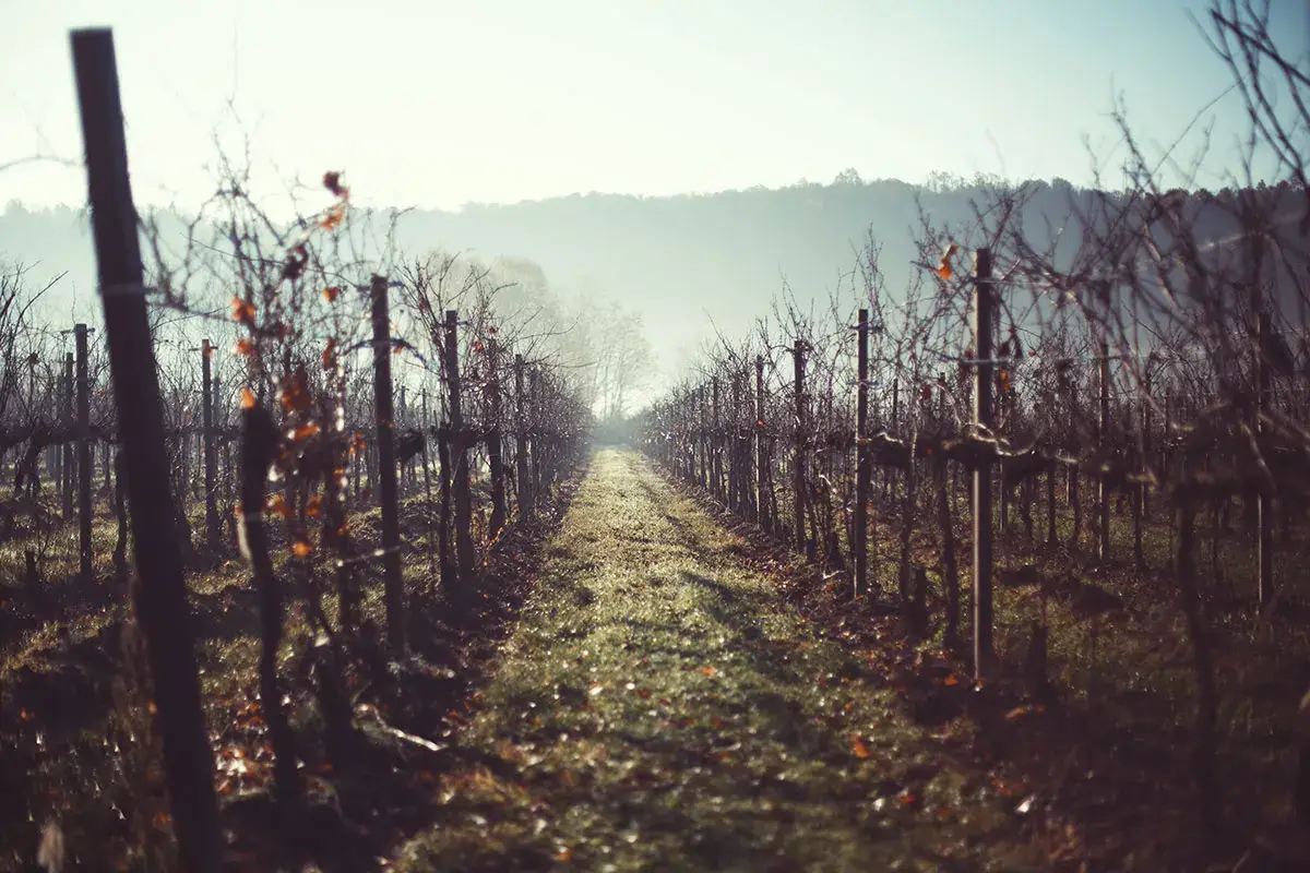 I vigneti franciacortini d'inverno