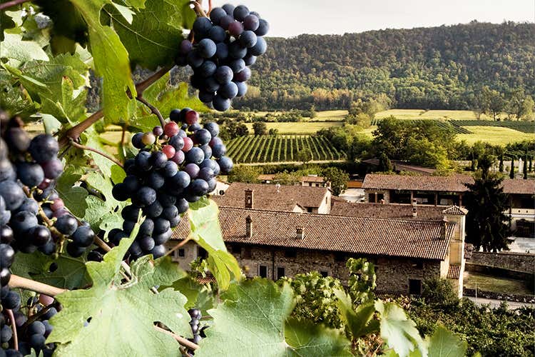 Dopo coltura bio e bilancio ambientale, Villa punta alla certificazione ISO Dopo coltura bio e bilancio ambientale, Villa punta alla certificazione ISO