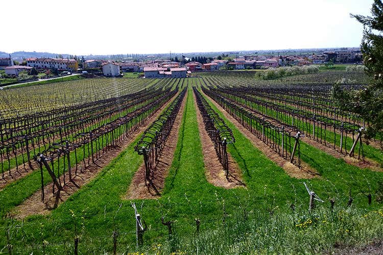 (A VinNatur, la qualità oggi per un mondo migliore domani) (A VinNatur, la qualità oggi per un mondo migliore domani)