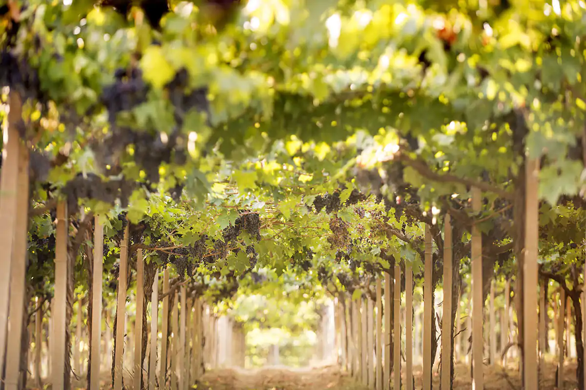 Vini d&rsquo;Abruzzo, cresce l&rsquo;attivit&agrave; di promozione in Estremo Oriente