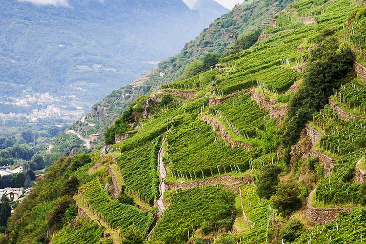 (Vini da Terre Estreme A Treviso la tenacia di 49 cantine) (Vini da Terre Estreme A Treviso la tenacia di 49 cantine)