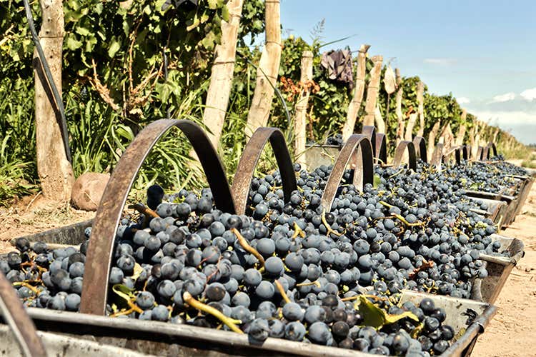 Vino, Italia primo produttore del 2016 Il valore dell'export cresce del 3%