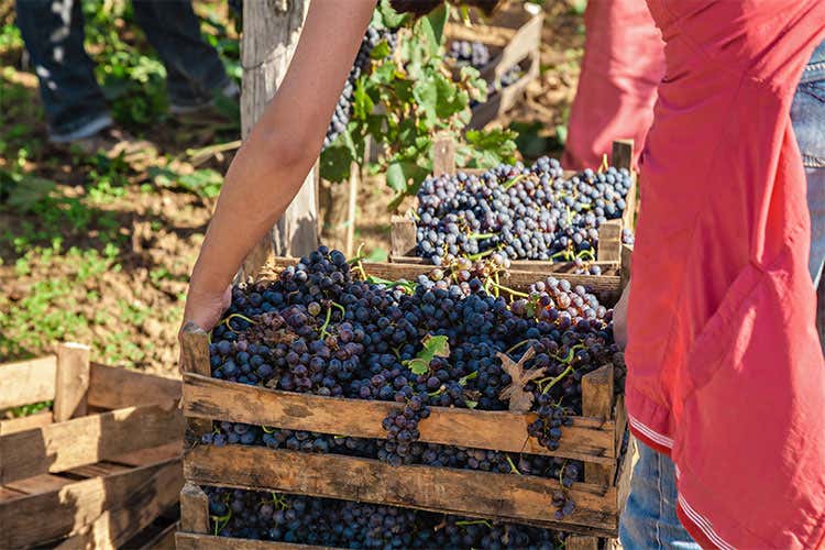 Vino, ddl su produzione e commercio Unanimità al Senato, torna alla Camera Vino, ddl su produzione e commercio Unanimità al Senato, torna alla Camera