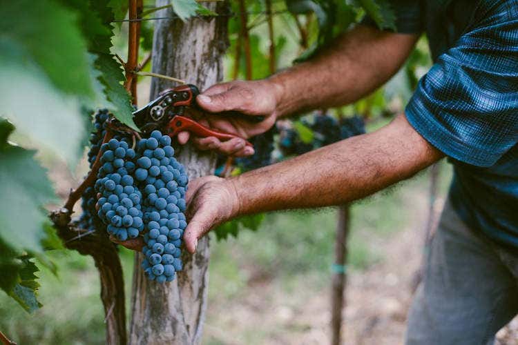 La denominazione sarà in prova per 3 anni - La Francia riconosce i vini naturali Denominazione in prova per 3 anni La denominazione sarà in prova per 3 anni - La Francia riconosce i vini naturali Denominazione in prova per 3 anni