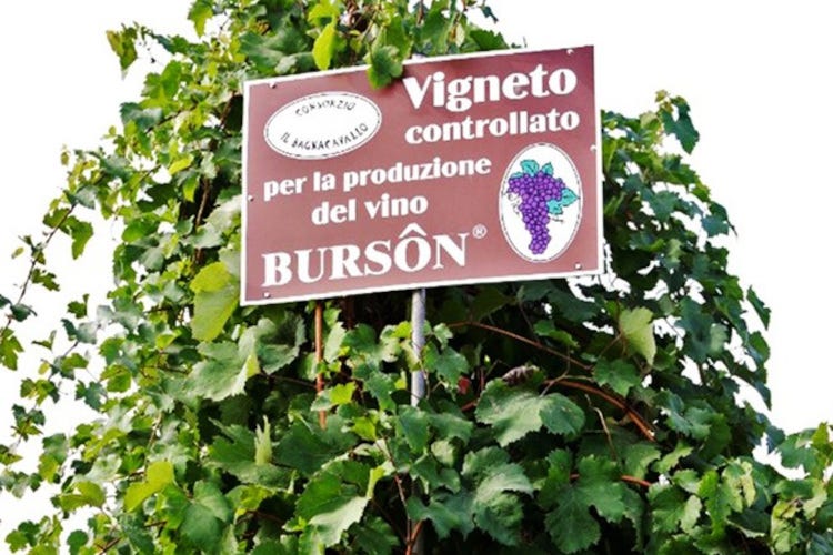 Il Burson è un vino particolare, dai sapori intensi ed è apprezzato da chi ama il vino schietto e sincero del contadino Bagnacavallo il Bursòn sfida il mondo
