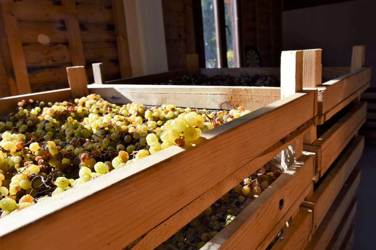 DiVin Nosiola: quando il vino si fa santo si svolgerà dal 30 marzo all’8 aprile (Foto Credit: Campolongo) Nosiola e Vino Santo protagonisti della primavera in Valle dei Laghi