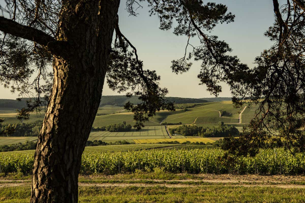 La migliore vendemmia degli ultimi 40 anni per Comte de Montaigne