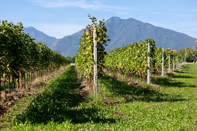 La scelta della cantina di produrre vini bio - Vitivinicola Ruaro, vini bio che esaltano il legame al territorio La scelta della cantina di produrre vini bio - Vitivinicola Ruaro, vini bio che esaltano il legame al territorio