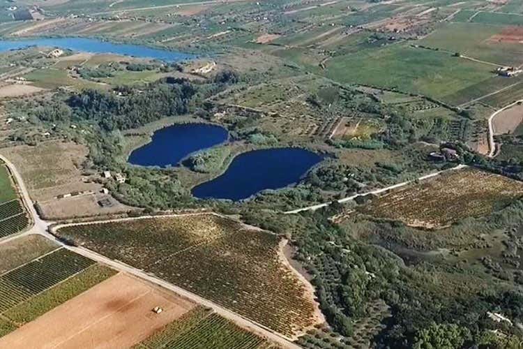 (Vivitis Bio 2017 di Gorghi Tondi Gestione femminile, coltivazione biologica)