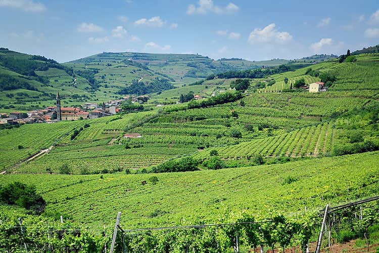 Uno dei territori coinvolti nell'iniziativa (Volcanic Wine Park Il vino come esperienza sensoriale)