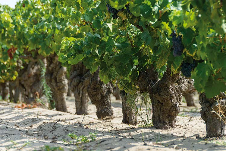 Vranken-Pommery sceglie il bio nel Domaine Royal de Jarras Vranken-Pommery sceglie il bio nel Domaine Royal de Jarras