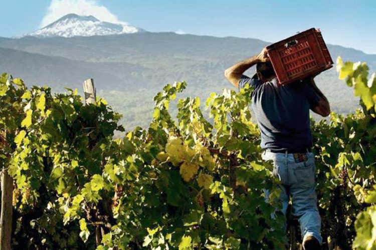 Vulcanei, due giorni con i vini… vulcanici Assaggi enogastronomici da tutta Italia Vulcanei, due giorni con i vini… vulcanici Assaggi enogastronomici da tutta Italia