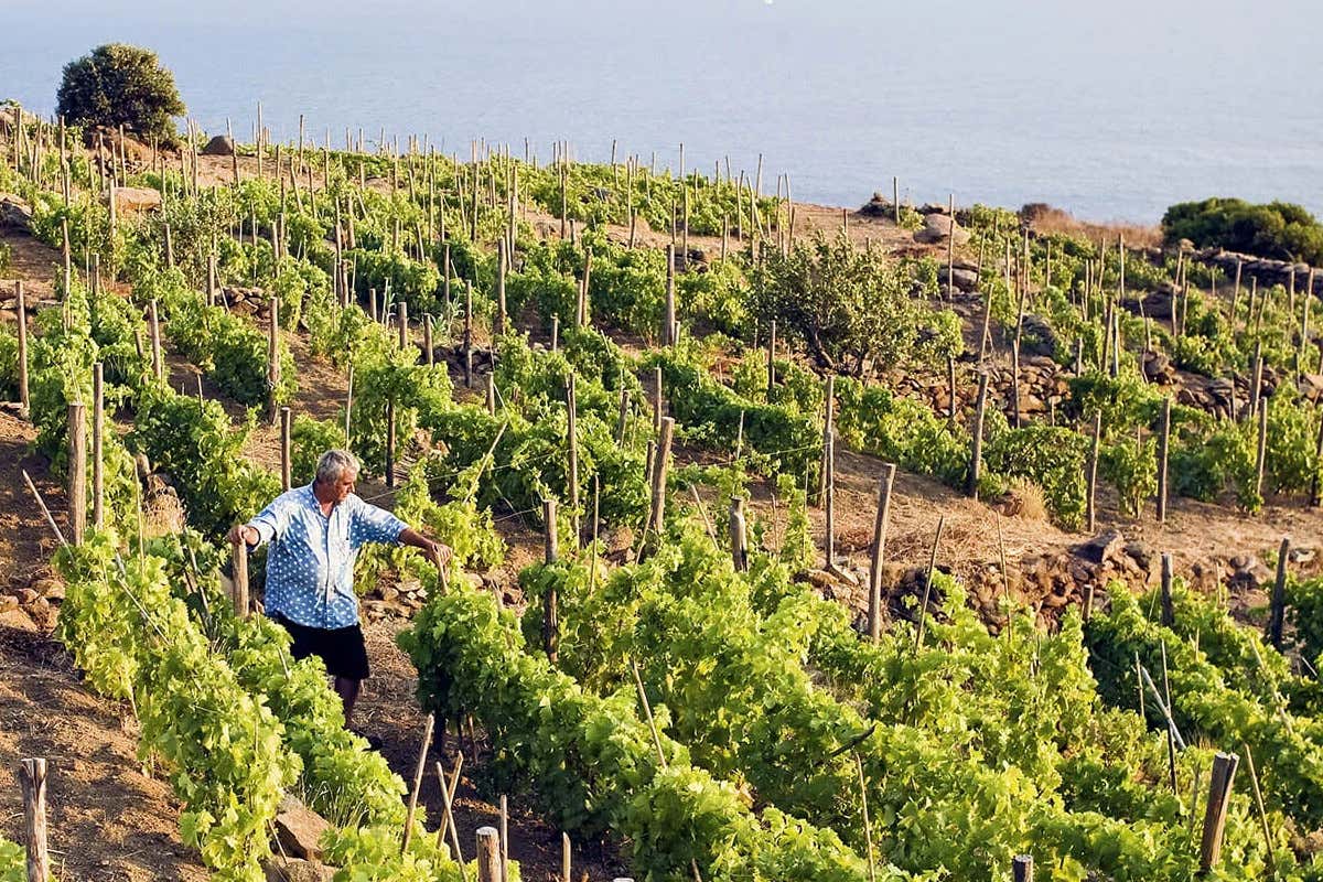 Dai rovi alle vigne premiate: la rinascita del vino all’Isola del Giglio è firmata Carfagna