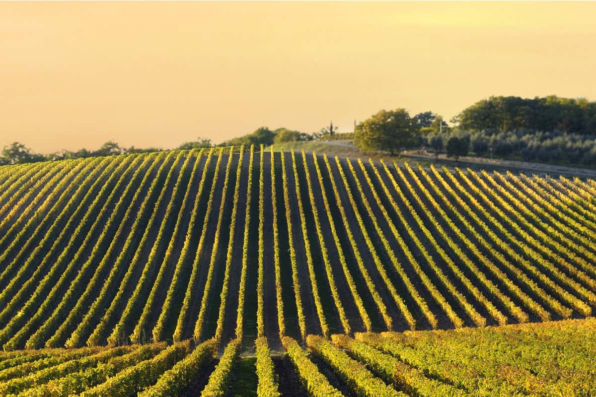 Bediver, Ottocentorosa e mixology: tutte le novità di Cantine Riunite & Civ Bediver, Ottocentorosa e mixology: tutte le novità di Cantine Riunite & Civ