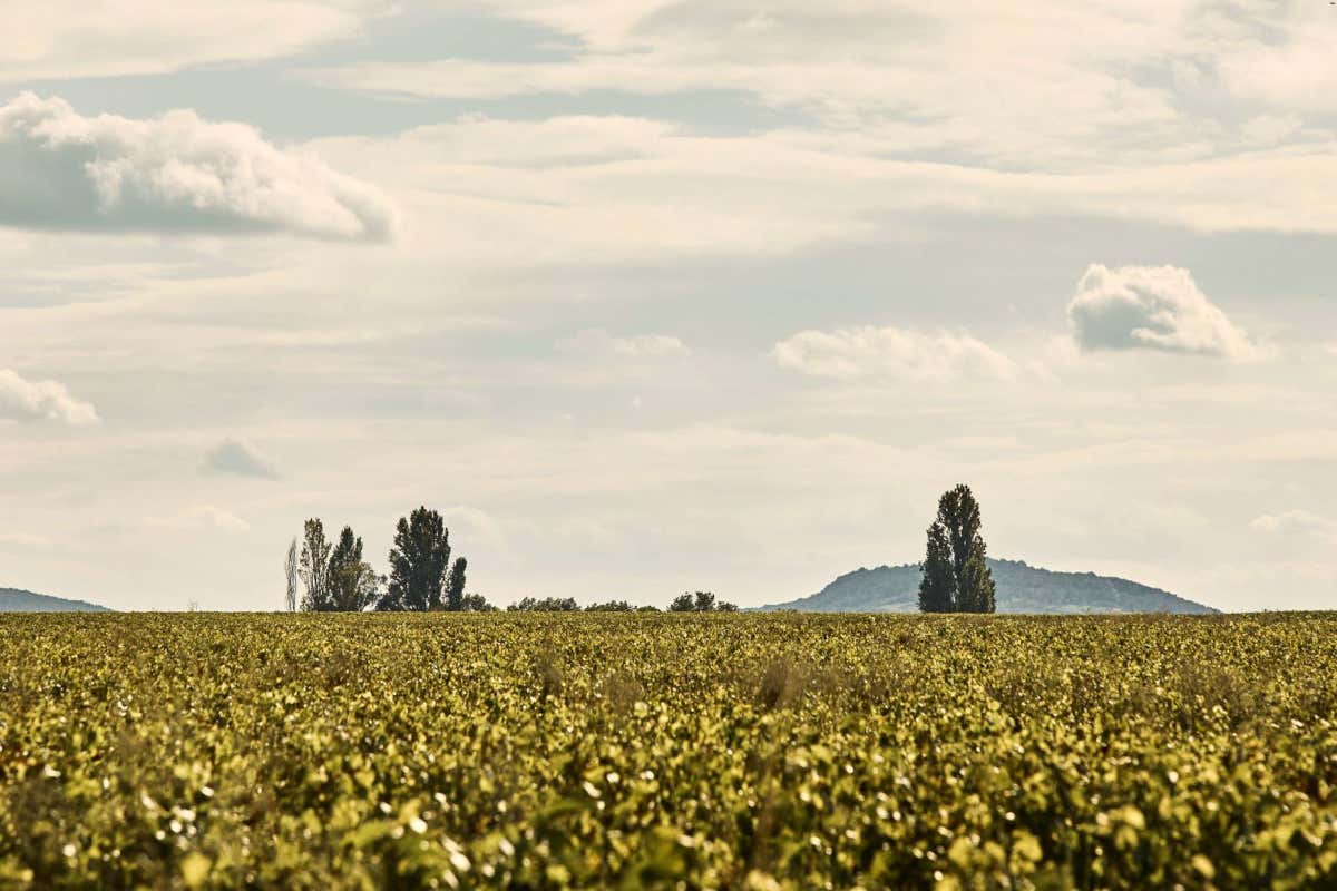 Como Le Montrachet: lusso, vino e relax nel cuore della Borgogna