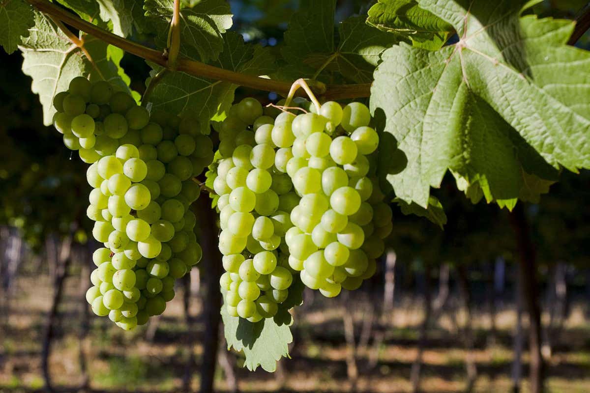 Lo Chenin Blanc è un vitigno storico della Loira