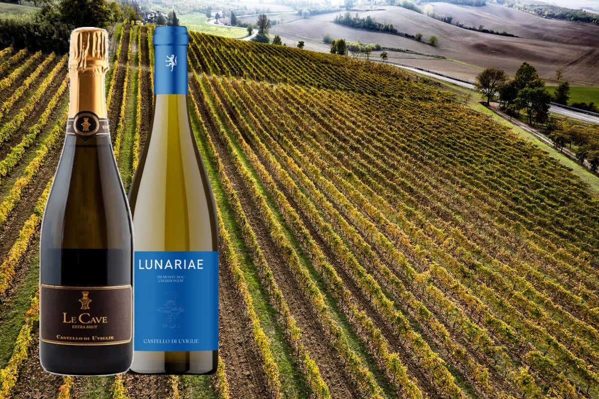 Cantina Castello di Uviglie: una storia tra vino, territorio e famiglia nel Monferrato