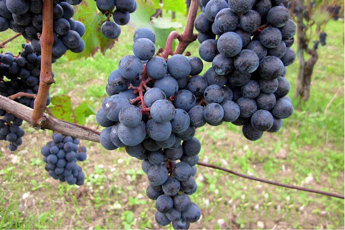 Qualità alta, ma numeri bassi: il doppio binario del vino campano