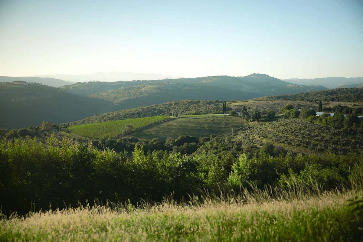 Diversificazione e acquisizioni: le mosse chiave dei gruppi vinicoli italiani