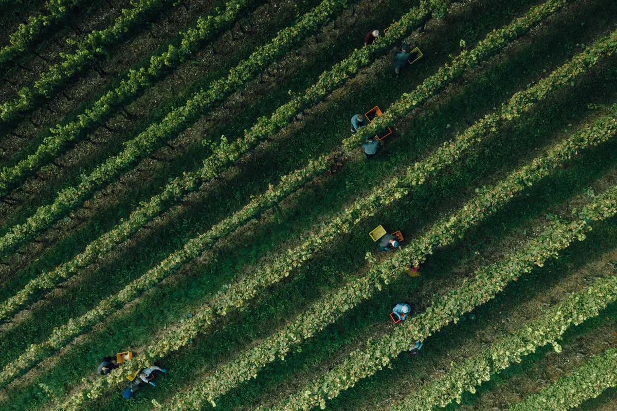 Vini d’alta quota: l’Engadina raccontata attraverso i suoi calici Vini d’alta quota: l’Engadina raccontata attraverso i suoi calici