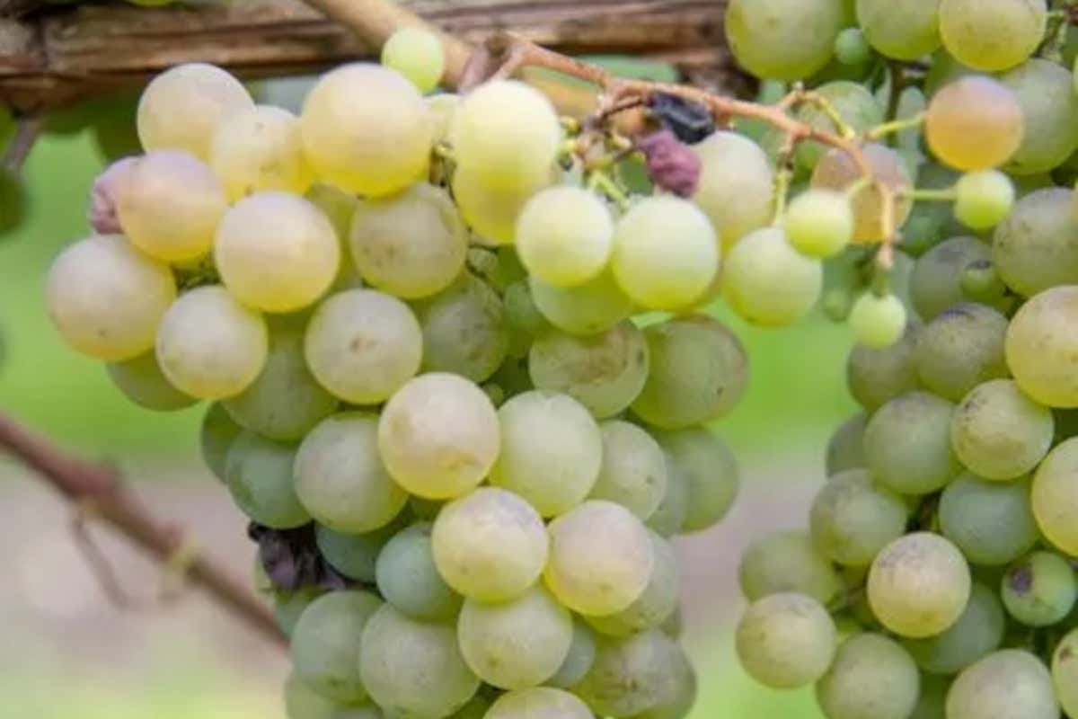 Vini d’alta quota: l’Engadina raccontata attraverso i suoi calici Vini d’alta quota: l’Engadina raccontata attraverso i suoi calici