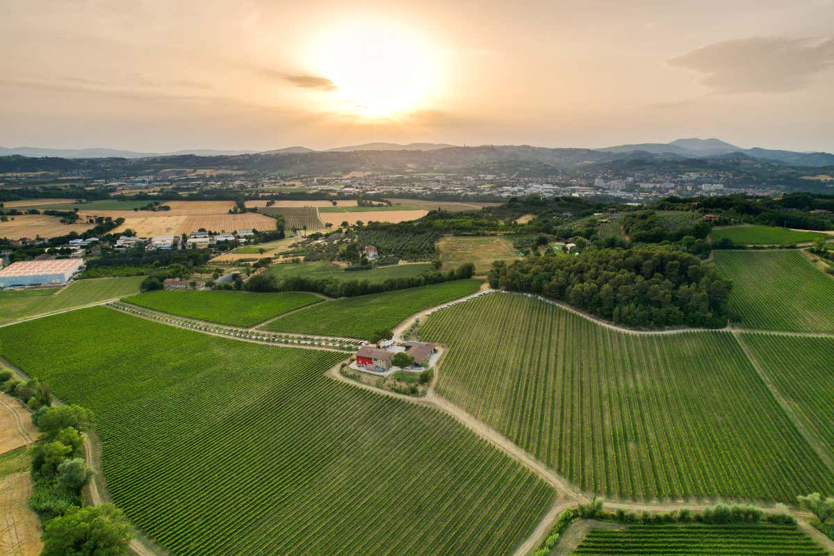 In Umbria il vino parla di legno e sostenibilità: la rinascita di Terre Margaritelli