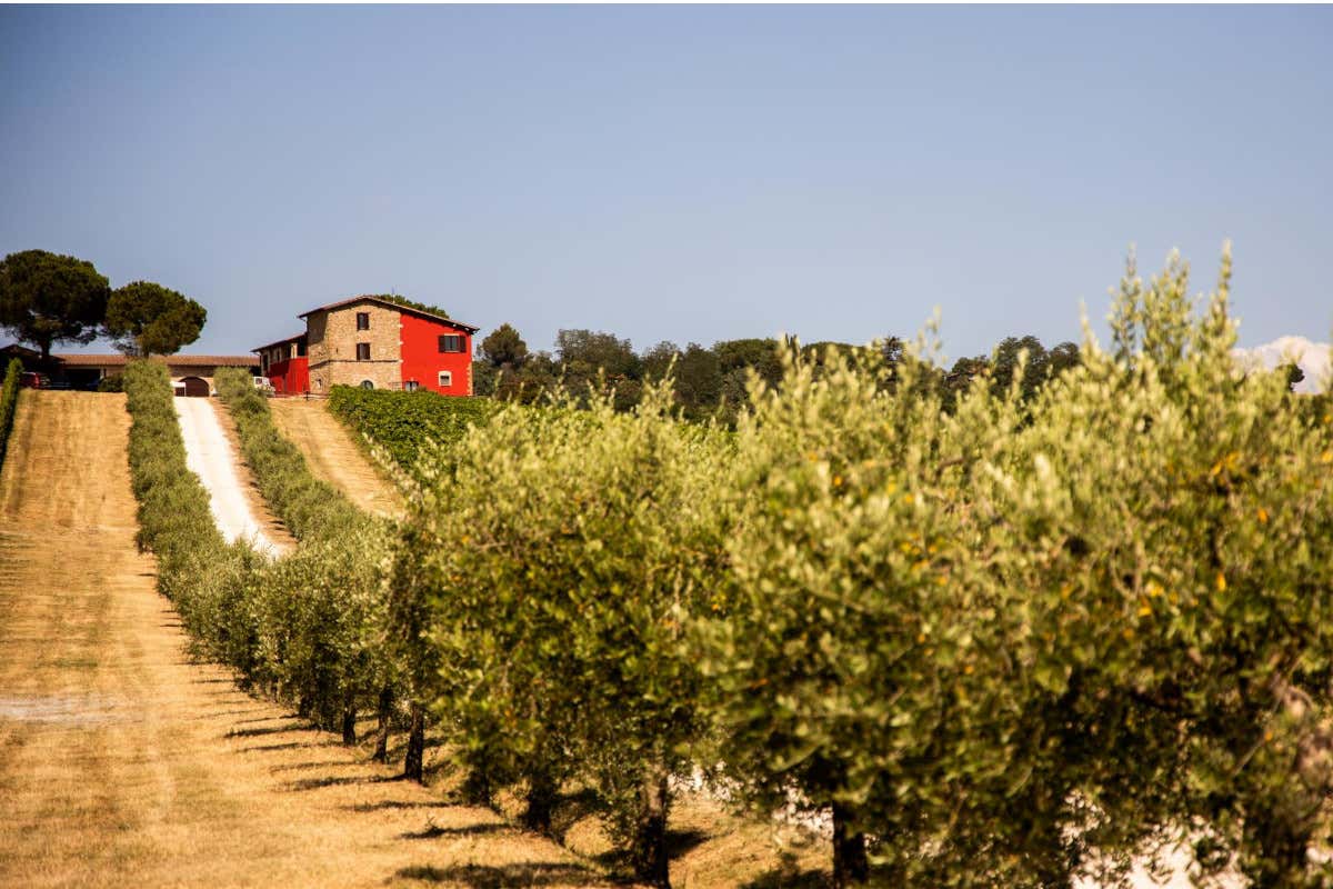 In Umbria il vino parla di legno e sostenibilità: la rinascita di Terre Margaritelli In Umbria il vino parla di legno e sostenibilità: la rinascita di Terre Margaritelli