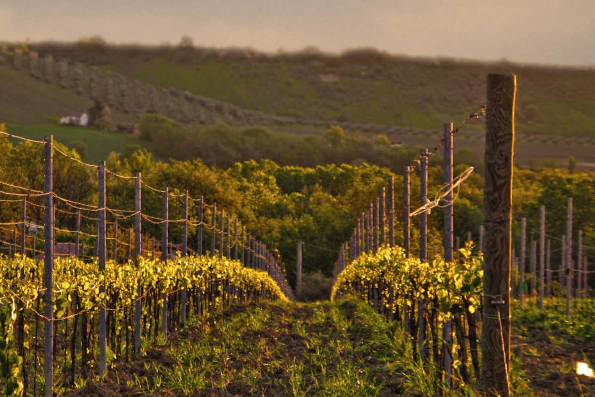 Dalla freschezza dei bianchi alla profondità dei rossi: il percorso di Torre dei Beati Dalla freschezza dei bianchi alla profondità dei rossi: il percorso di Torre dei Beati