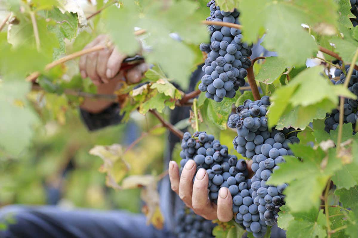 Il modello di Vite Colte si basa su 180 viticoltori soci