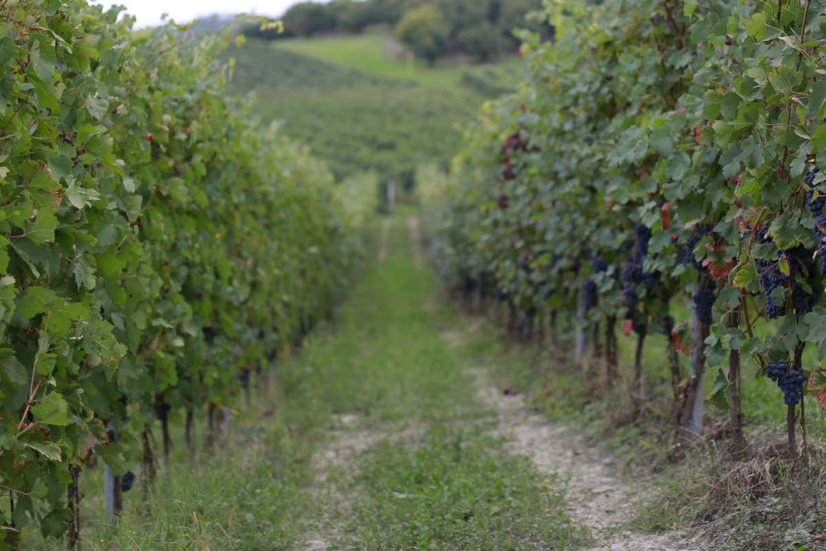 Vite Colte seleziona vigneti collocati oltre i 500 metri