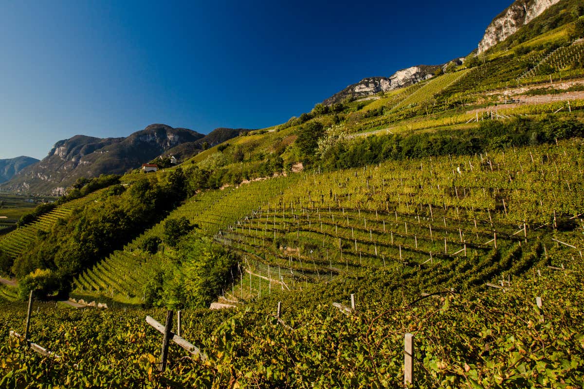 I 125 anni di Kurtatsch: un modello cooperativo che guarda avanti