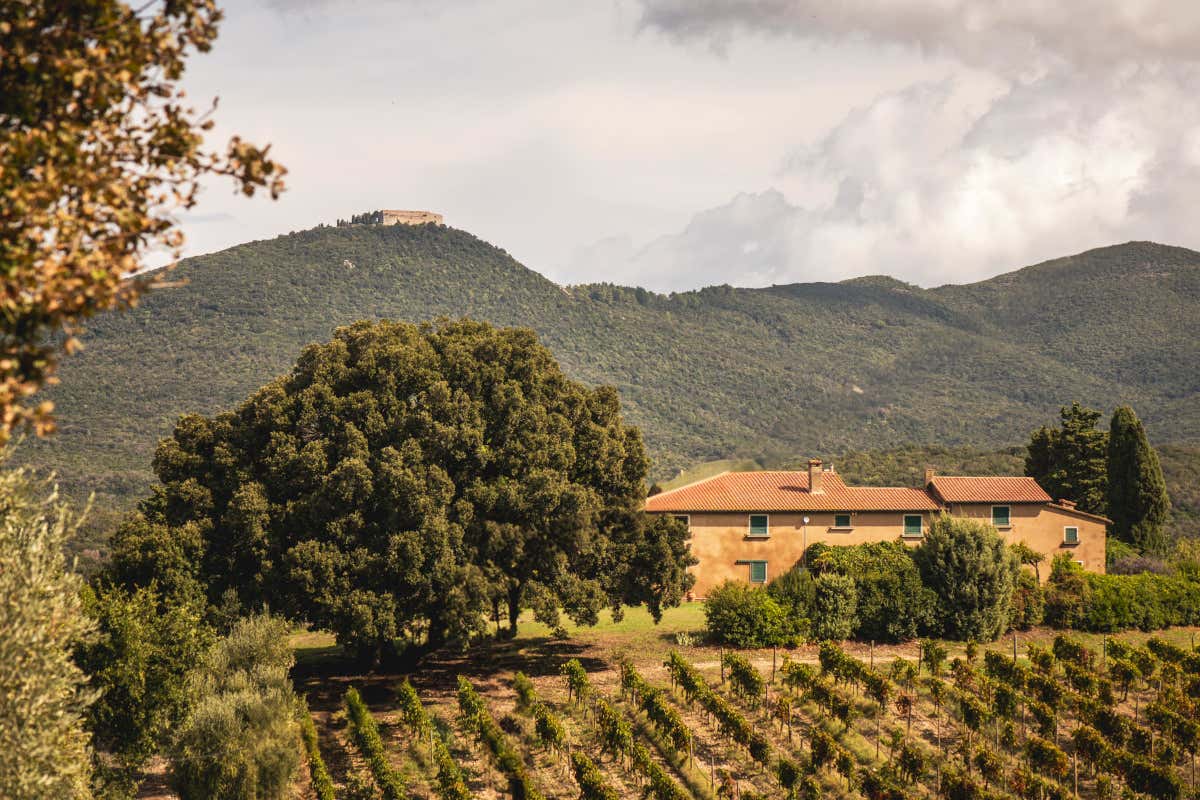 Grattamacco e la sfida dei pionieri: quando la visione di Meletti Cavallari cambiò Bolgheri