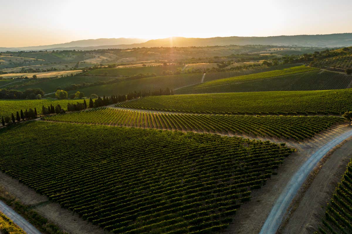 30 anni di Val delle Rose: la scommessa di Cecchi sulla Maremma che ha cambiato il vino 30 anni di Val delle Rose: la scommessa di Cecchi sulla Maremma che ha cambiato il vino