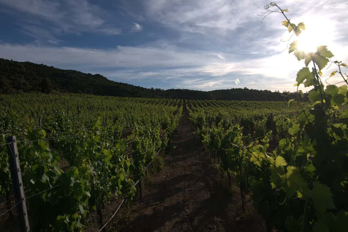 Partesa amplia il portfolio vini con cinque nuove cantine italiane