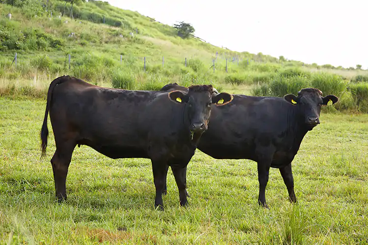 Wagyu, carne di alta qualit&agrave; per la cucina che vuole distinguersi