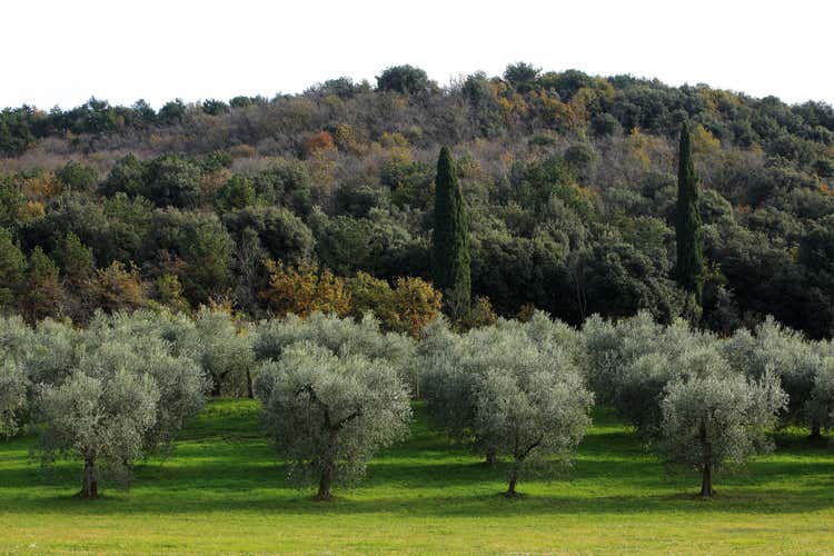 WardaGarda, il bis a Cavaion Veronese Due giorni di festa con l&rsquo;Olio Garda Dop