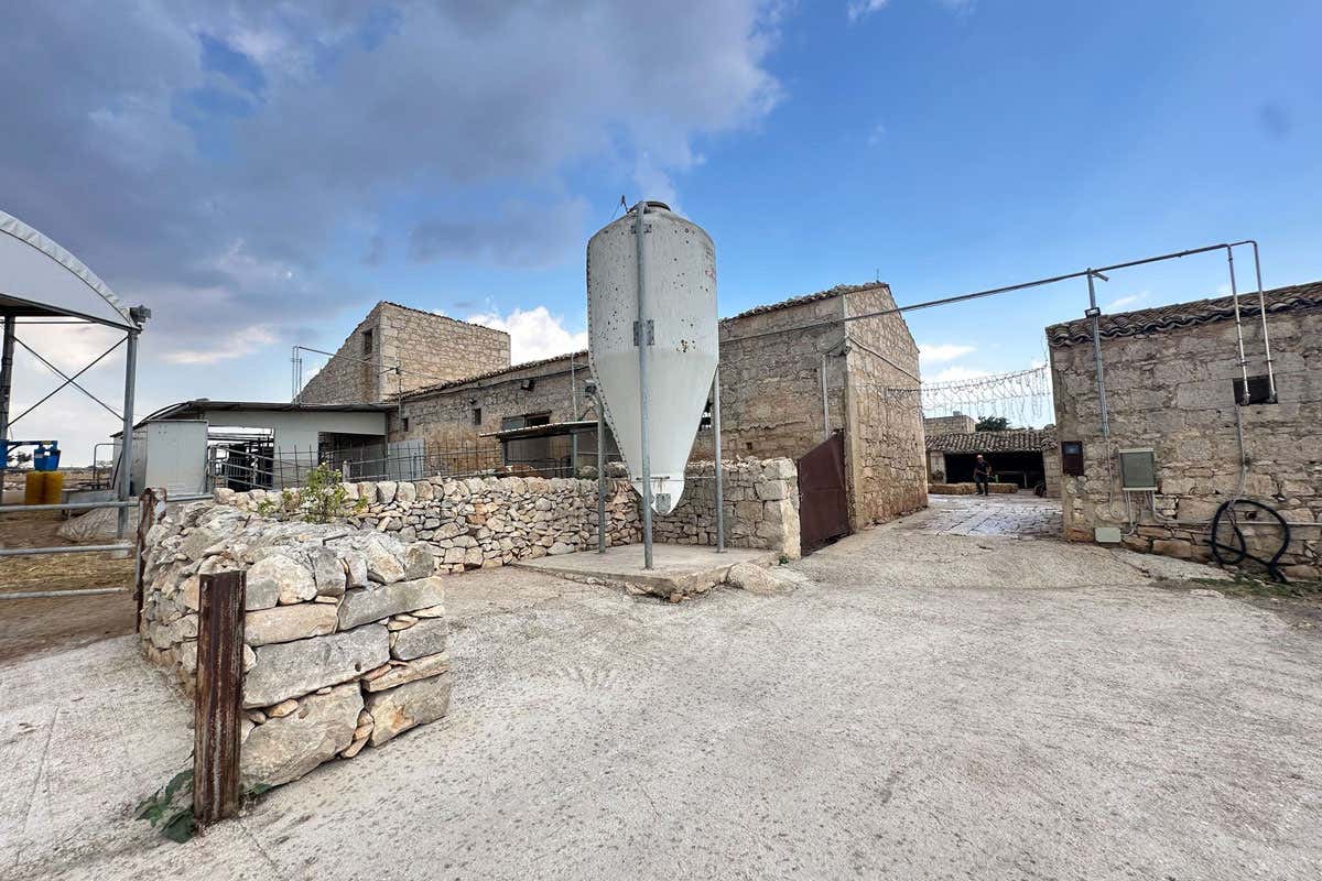 Alessandro Criscione: la storia del Caciocavallo che conquista gli chef stellati Alessandro Criscione: la storia del Caciocavallo che conquista gli chef stellati