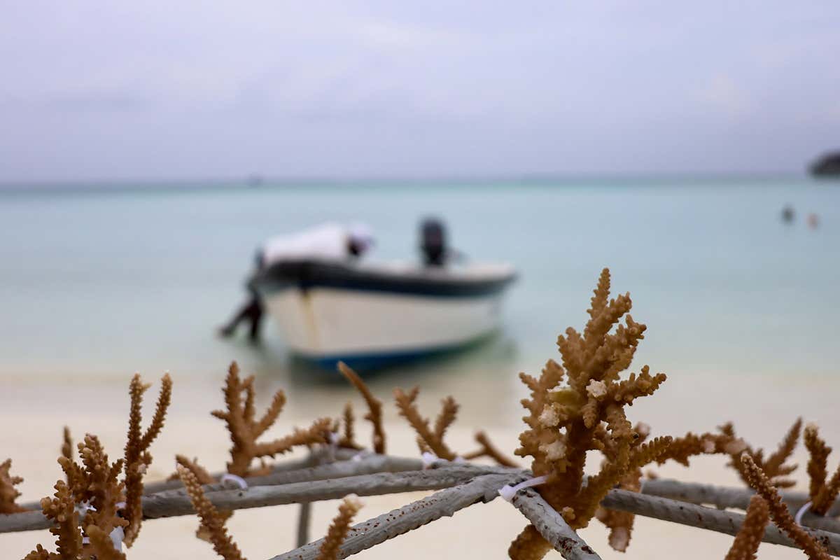Il futuro del reef: gli ospiti e i biologi marini residenti fissano frammenti di corallo vivo alle strutture d'acciaio prima della posa sul fondale