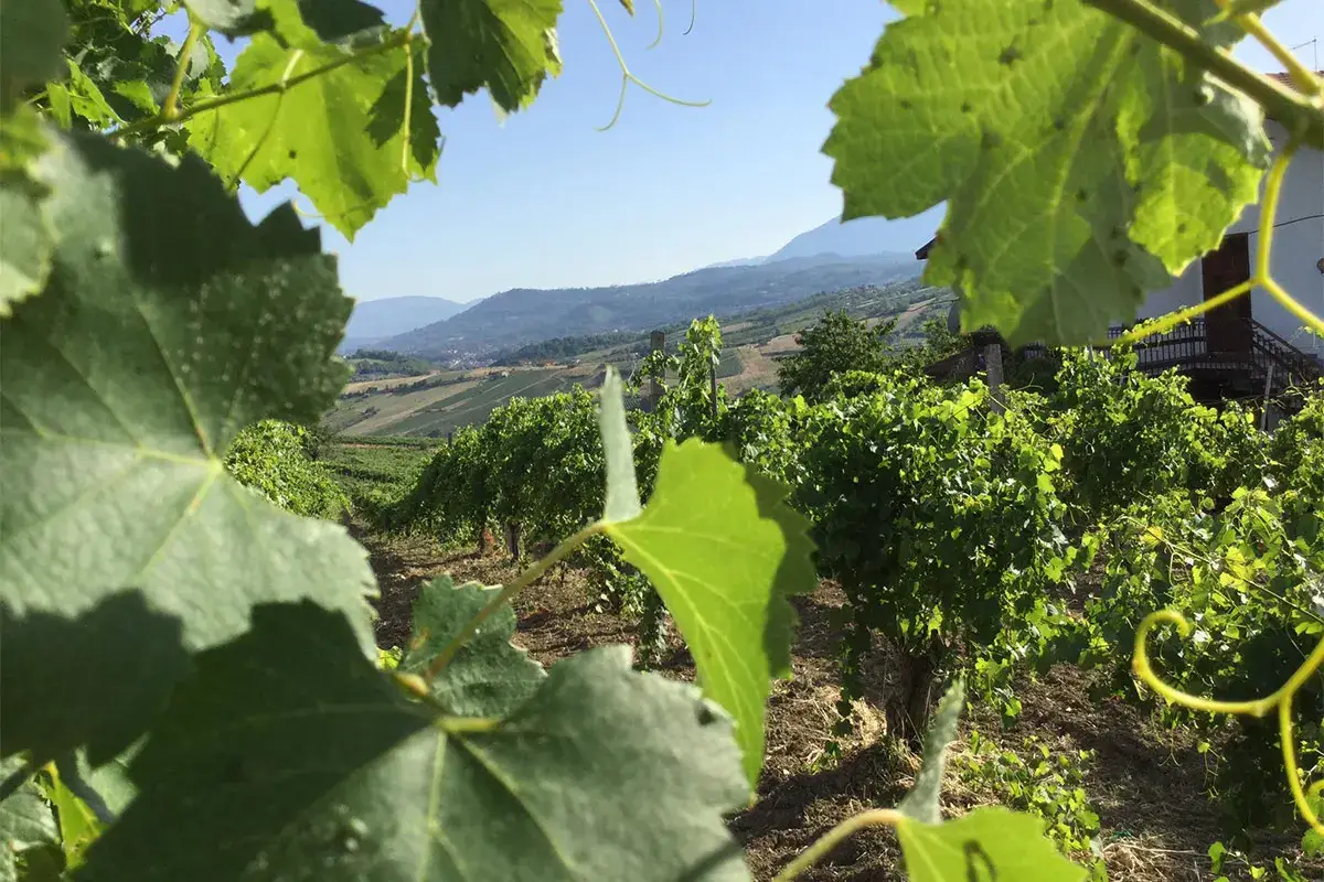 Un territorio che non offre solo vino, ma anche natura e cultura