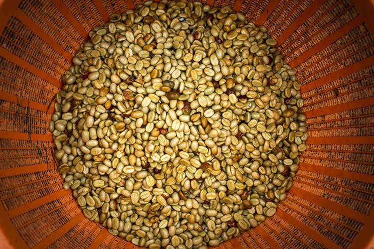 I chicchi di altura migliori, più duri e più densi, sono quelli coltivati oltre i 1.400 metri (Xelecto Grand Cru Monorigine Apprezzati da chef e intenditori) I chicchi di altura migliori, più duri e più densi, sono quelli coltivati oltre i 1.400 metri (Xelecto Grand Cru Monorigine Apprezzati da chef e intenditori)
