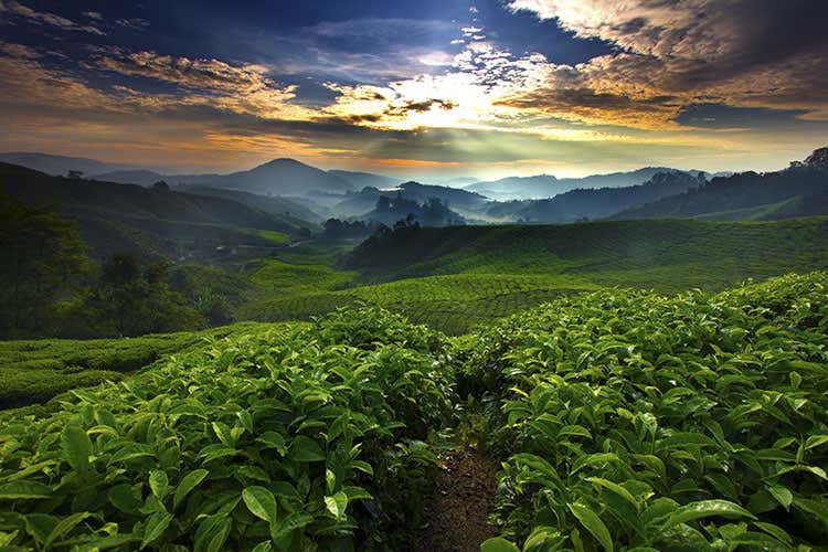 Si definisce “monorigine” un caffè i cui chicchi sono stati coltivati in un solo Paese produttore, favorito da un particolare microclima locale (Xelecto Grand Cru Monorigine Apprezzati da chef e intenditori) Si definisce “monorigine” un caffè i cui chicchi sono stati coltivati in un solo Paese produttore, favorito da un particolare microclima locale (Xelecto Grand Cru Monorigine Apprezzati da chef e intenditori)
