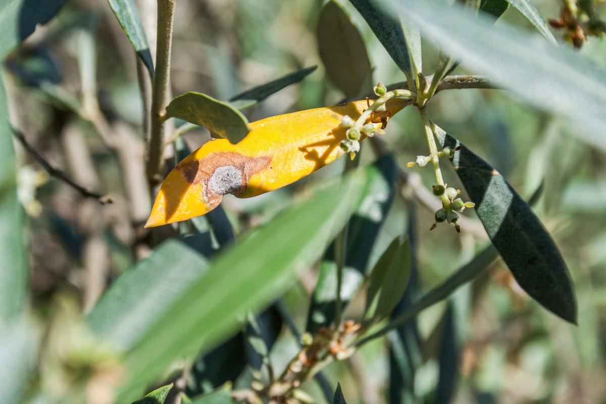 La presenza della Xylella ha inciso sulla campagna olivicola in corso in Puglia Xylella: a Lecce la produzione dell'olio di oliva crolla del 70%